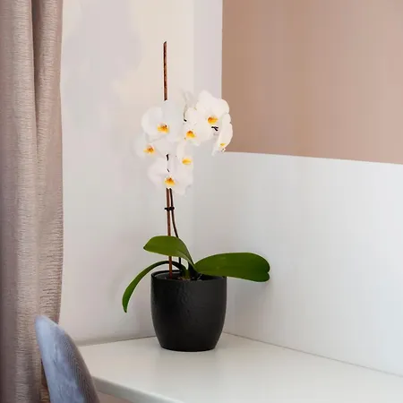 Apartment Euphemia *